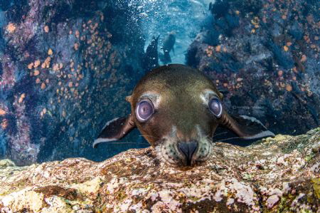 The Curious Sea lion pup by Nontarida Pahsukkul 