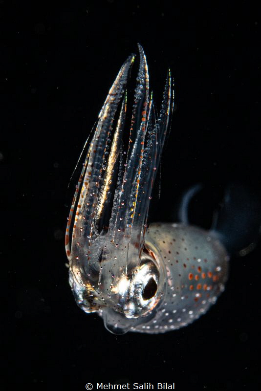 Squid at the blackwater dive. by Mehmet Salih Bilal 