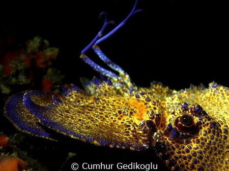 Scyllarides latus
The Mediterranean slipper lobster by Cumhur Gedikoglu 