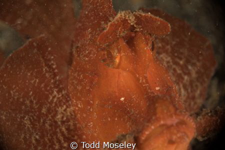 Paddleflap Scorpionfish by Todd Moseley 