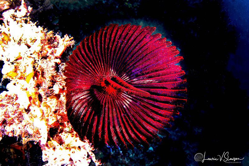 Red crinoid/Photographed with a Tokia 10-17 mm fisheye le... by Laurie Slawson 