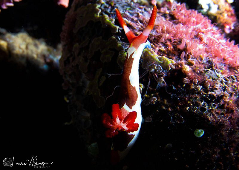 Nembrotha chamberlaini/Photographed with a Tokina 10-17 m... by Laurie Slawson 