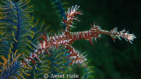 Ornate Ghost Pipefish by Janet Hale 