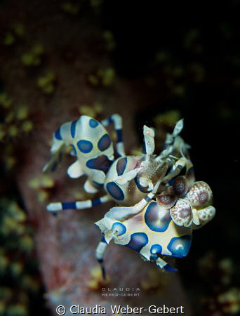 Harlequin shrimp  - Lembeh Strait - Indonesia by Claudia Weber-Gebert 