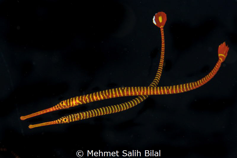 Banded pipefish couple. by Mehmet Salih Bilal 