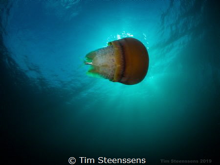 Jellyfish Eating Fish by Tim Steenssens 
