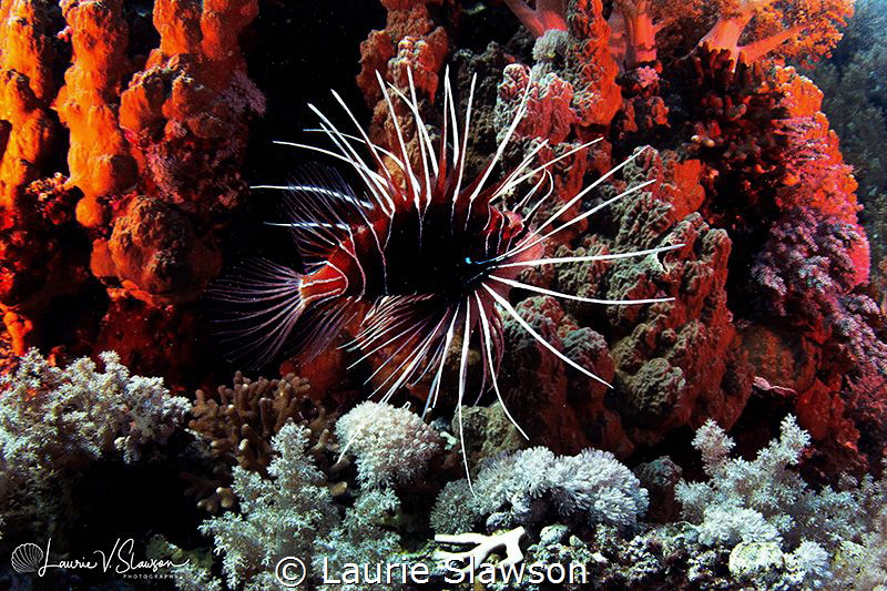 Clearfin Lionfish/Photographed with a Tokina 10-17 mm fis... by Laurie Slawson 