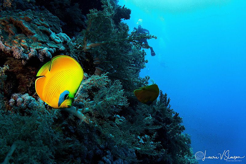 Bluecheek Butterflyfish/Photographed with a Tokina 10-17 ... by Laurie Slawson 