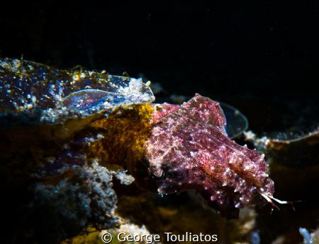 Hunting Cuttlefish!!! by George Touliatos 