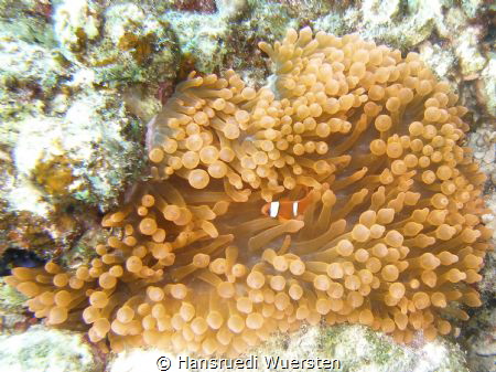Spinecheek anemonefish (Maroon Clownfish) - Premnas biacu... by Hansruedi Wuersten 