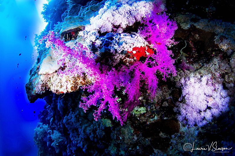 Wall With Coral/Photographed with a Tokina 10-17 mm fishe... by Laurie Slawson 