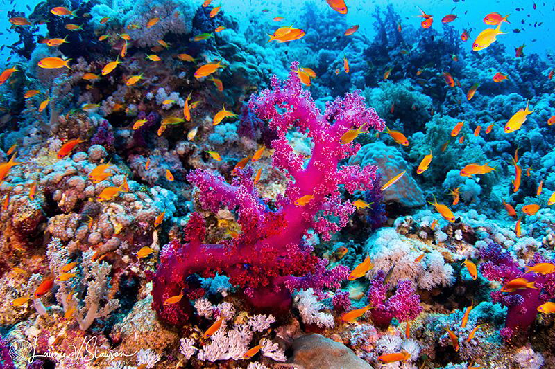 Anthias and Coral/Photographed with a Tokina 10-17 mm fis... by Laurie Slawson 