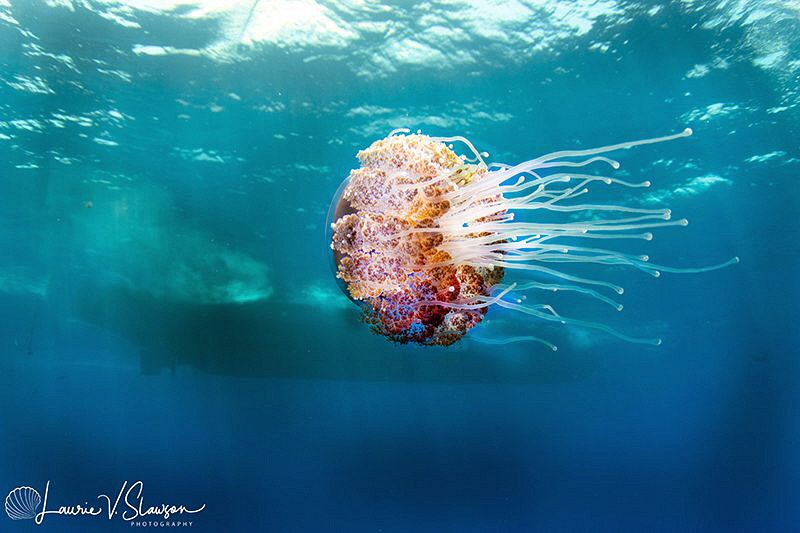 Jellyfish and Dive Boat/Photographed with a Tokina 10-17 ... by Laurie Slawson 