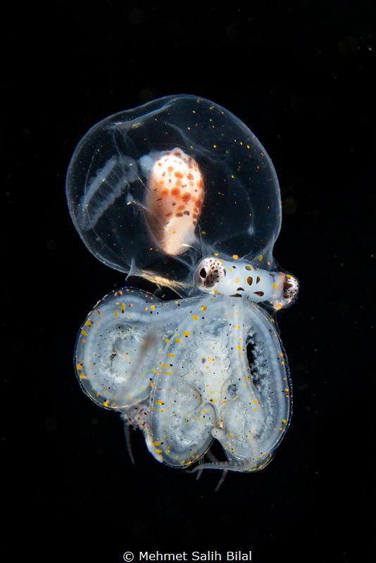 Juvenile wonderpus octopus. by Mehmet Salih Bilal 