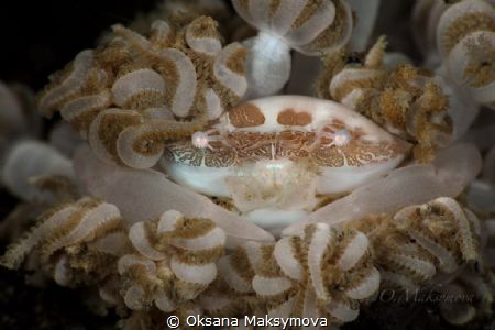 Xenia swimming crab (Caphyra loevis) 
 by Oksana Maksymova 