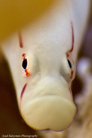 Mushroom-coral pipefish (Siokunichthys nigrolineatus) by Iyad Suleyman 