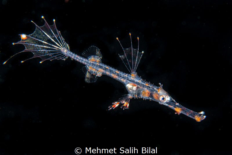 Juvenile ornate ghost pipefish in blackwater dive. by Mehmet Salih Bilal 