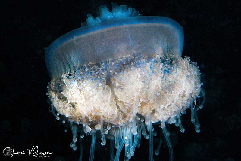 Jellyfish on night dive/Photographed with a Canon 60 mm m... by Laurie Slawson 