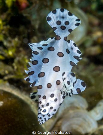 Polka Dots!!! by George Touliatos 