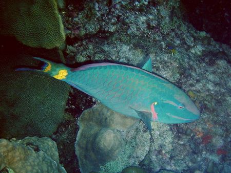 Stoplight Parrotfish-East Bank of Flower Garden Banks Nat... by Angie Walden 