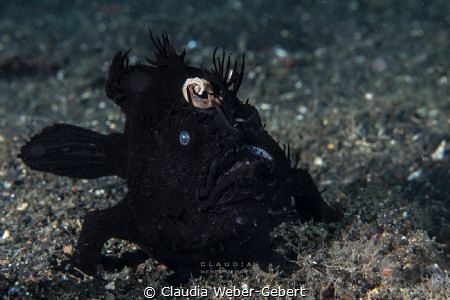 black is beautyful - black frog fish - Lembeh Strait by Claudia Weber-Gebert 