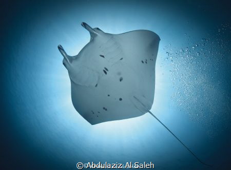 Manta Ray against the sun. Photo taken using Nikon D500 i... by Abdulaziz Al Saleh 