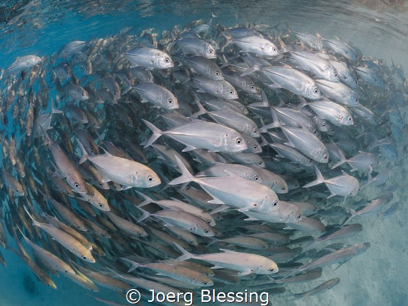 Bigeye jackfish school by Joerg Blessing 