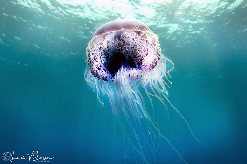 Jellyfish/Photographed with a Tokina 10-17 mm fisheye len... by Laurie Slawson 