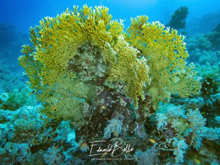 Great coral view by Eduard Bello 