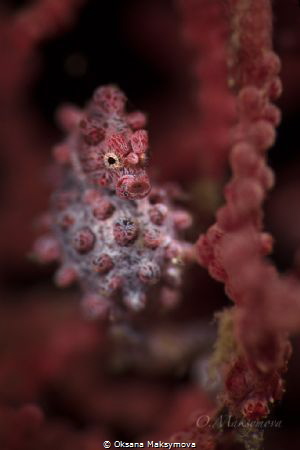 Pygmy seahorse
 by Oksana Maksymova 