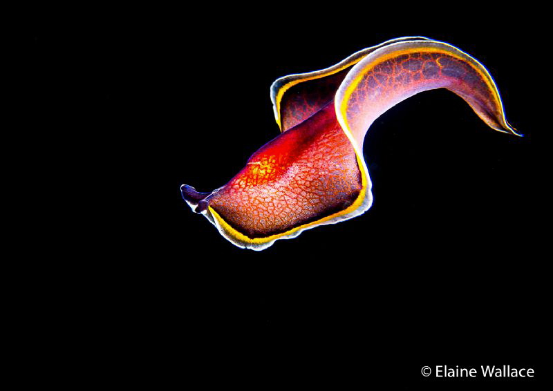 Free swimming flatworm, night dive in Bunaken by Elaine Wallace 