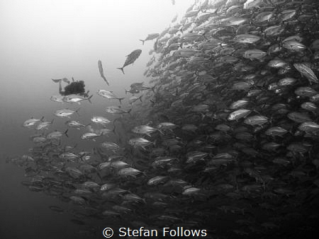 Wall to Wall

Big Eye Travely - Caranx sexfasciatus

... by Stefan Follows 