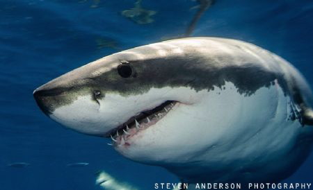 Constant display of power when observing the Great White ... by Steven Anderson 