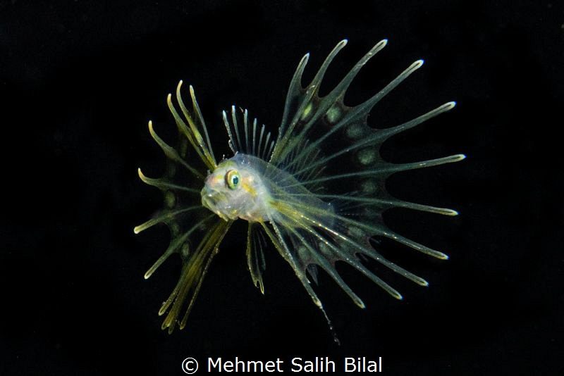 Larval lionfish. Blackwater dive. by Mehmet Salih Bilal 