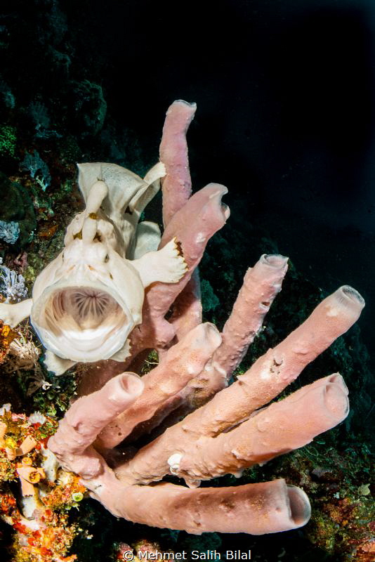 Commerson's frogfish yawning. by Mehmet Salih Bilal 