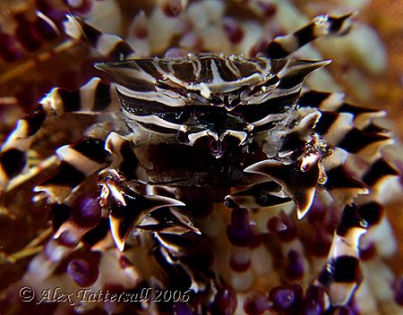 Zebra Crab on a fire anenome.. first time I saw these guy... by Alex Tattersall 