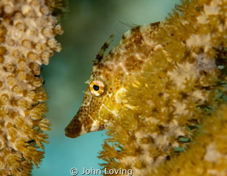 Juvenile file fish in Little Cayman by John Loving 