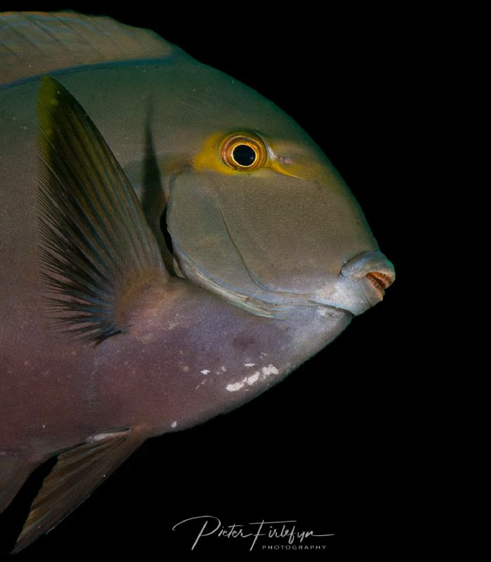 doctorfish by Pieter Firlefyn 