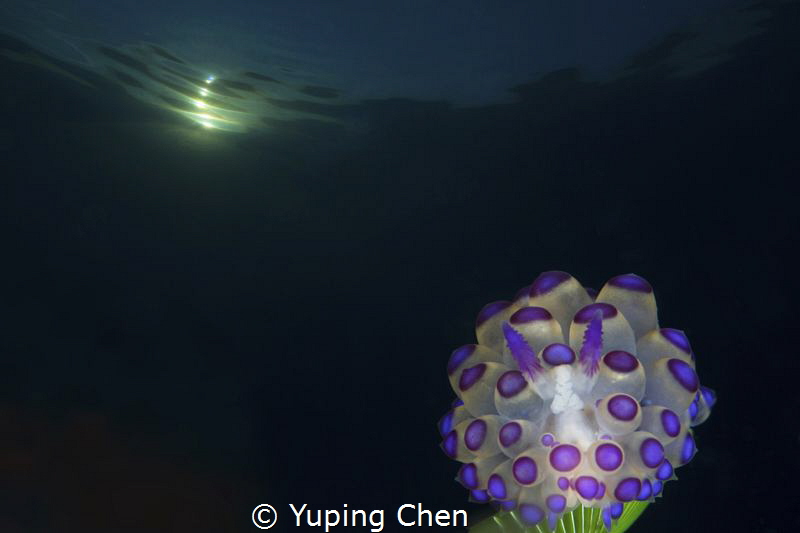 Moonbeam Nudi (Double exposure in the camera) by Yuping Chen 
