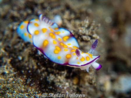 Slim Slow Slider

Nudibranch - Hypselodoris ghardaqana
... by Stefan Follows 
