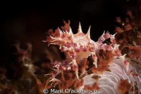 Soft coral crab (Hoplophrys oatesii) taken in Cebu Philip... by Mani Craciunescu 