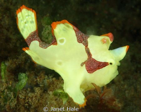 A teeny Clown Frogfish, about 2.5 cm long. by Janet Hale 