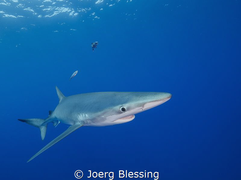 Blue shark off Azores by Joerg Blessing 
