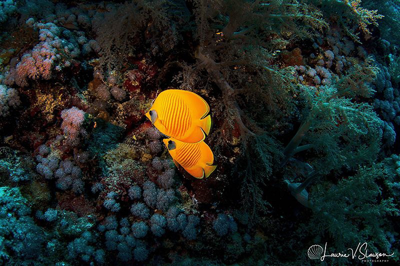Bluecheek butterflyfish/Photographed with a Tokina 10-17 ... by Laurie Slawson 