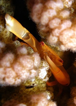 Brownish coral crab - taken on a night dive. taken with a... by Anel Van Veelen 