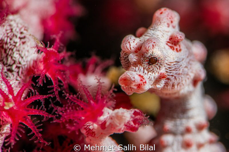 Bargibandi pygmy seahorse. by Mehmet Salih Bilal 