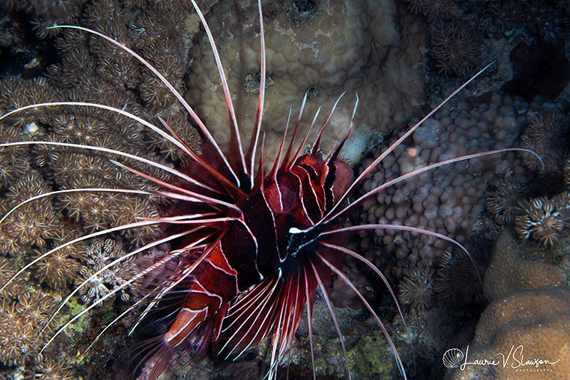 Clearfin lionfish/Photographed with a Tokina 10-17 mm fis... by Laurie Slawson 