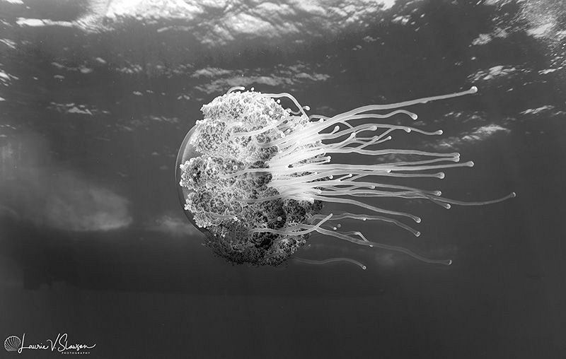 Crown jellyfish/Photographed with a Tokina 10-17 mm fishe... by Laurie Slawson 