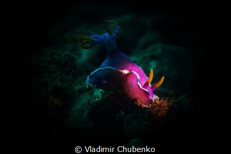 nudibranch by Vladimir Chubenko 