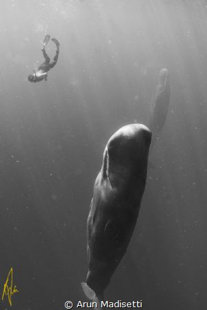 Among giants. Snorkeler and Sperm Whale. (Taken under per... by Arun Madisetti 